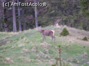 [P58] Căprior în Șaua Goru » foto by Yersinia Pestis <span class="label label-default labelC_thin small">NEVOTABILĂ</span>