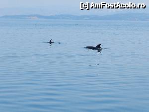 [P07] Una din multele incercari esuate de a fotografia delfinii. Bine ca ochiul e mai rapid decat mana!  » foto by lorenieb
 - 
<span class="allrVoted glyphicon glyphicon-heart hidden" id="av496866"></span>
<a class="m-l-10 hidden" id="sv496866" onclick="voting_Foto_DelVot(,496866,17593)" role="button">șterge vot <span class="glyphicon glyphicon-remove"></span></a>
<a id="v9496866" class=" c-red"  onclick="voting_Foto_SetVot(496866)" role="button"><span class="glyphicon glyphicon-heart-empty"></span> <b>LIKE</b> = Votează poza</a> <img class="hidden"  id="f496866W9" src="/imagini/loader.gif" border="0" /><span class="AjErrMes hidden" id="e496866ErM"></span>
