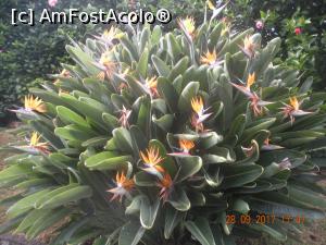 [P31] planta Madeirei - strelizia » foto by artemisa24
 - 
<span class="allrVoted glyphicon glyphicon-heart hidden" id="av1044125"></span>
<a class="m-l-10 hidden" id="sv1044125" onclick="voting_Foto_DelVot(,1044125,17640)" role="button">șterge vot <span class="glyphicon glyphicon-remove"></span></a>
<a id="v91044125" class=" c-red"  onclick="voting_Foto_SetVot(1044125)" role="button"><span class="glyphicon glyphicon-heart-empty"></span> <b>LIKE</b> = Votează poza</a> <img class="hidden"  id="f1044125W9" src="/imagini/loader.gif" border="0" /><span class="AjErrMes hidden" id="e1044125ErM"></span>