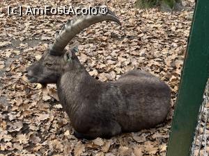 [P23] Zoo Târgu Mureș,capra alpină » foto by AZE
 - 
<span class="allrVoted glyphicon glyphicon-heart hidden" id="av1397505"></span>
<a class="m-l-10 hidden" id="sv1397505" onclick="voting_Foto_DelVot(,1397505,17687)" role="button">șterge vot <span class="glyphicon glyphicon-remove"></span></a>
<a id="v91397505" class=" c-red"  onclick="voting_Foto_SetVot(1397505)" role="button"><span class="glyphicon glyphicon-heart-empty"></span> <b>LIKE</b> = Votează poza</a> <img class="hidden"  id="f1397505W9" src="/imagini/loader.gif" border="0" /><span class="AjErrMes hidden" id="e1397505ErM"></span>