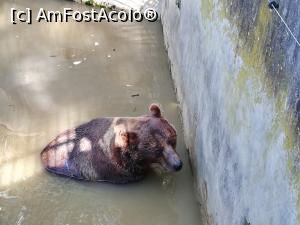 [P18] Zoo TG MURES » foto by ⭐ValentinB_88⭐
 - 
<span class="allrVoted glyphicon glyphicon-heart hidden" id="av1209509"></span>
<a class="m-l-10 hidden" id="sv1209509" onclick="voting_Foto_DelVot(,1209509,17687)" role="button">șterge vot <span class="glyphicon glyphicon-remove"></span></a>
<a id="v91209509" class=" c-red"  onclick="voting_Foto_SetVot(1209509)" role="button"><span class="glyphicon glyphicon-heart-empty"></span> <b>LIKE</b> = Votează poza</a> <img class="hidden"  id="f1209509W9" src="/imagini/loader.gif" border="0" /><span class="AjErrMes hidden" id="e1209509ErM"></span>