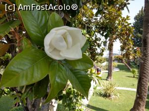 [P41] O superbă floare de magnolie. » foto by maryka
 - 
<span class="allrVoted glyphicon glyphicon-heart hidden" id="av1246942"></span>
<a class="m-l-10 hidden" id="sv1246942" onclick="voting_Foto_DelVot(,1246942,17783)" role="button">șterge vot <span class="glyphicon glyphicon-remove"></span></a>
<a id="v91246942" class=" c-red"  onclick="voting_Foto_SetVot(1246942)" role="button"><span class="glyphicon glyphicon-heart-empty"></span> <b>LIKE</b> = Votează poza</a> <img class="hidden"  id="f1246942W9" src="/imagini/loader.gif" border="0" /><span class="AjErrMes hidden" id="e1246942ErM"></span>