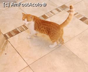 [P53] Marele ,,Faraon&rdquo;. Adevaratul stapan al hotelului. » foto by ovidiuyepi
 - 
<span class="allrVoted glyphicon glyphicon-heart hidden" id="av1358188"></span>
<a class="m-l-10 hidden" id="sv1358188" onclick="voting_Foto_DelVot(,1358188,18013)" role="button">șterge vot <span class="glyphicon glyphicon-remove"></span></a>
<a id="v91358188" class=" c-red"  onclick="voting_Foto_SetVot(1358188)" role="button"><span class="glyphicon glyphicon-heart-empty"></span> <b>LIKE</b> = Votează poza</a> <img class="hidden"  id="f1358188W9" src="/imagini/loader.gif" border="0" /><span class="AjErrMes hidden" id="e1358188ErM"></span>