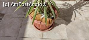 [P54] Marele ,,Faraon&rdquo; isi face siesta de dimineata. » foto by ovidiuyepi
 - 
<span class="allrVoted glyphicon glyphicon-heart hidden" id="av1358189"></span>
<a class="m-l-10 hidden" id="sv1358189" onclick="voting_Foto_DelVot(,1358189,18013)" role="button">șterge vot <span class="glyphicon glyphicon-remove"></span></a>
<a id="v91358189" class=" c-red"  onclick="voting_Foto_SetVot(1358189)" role="button"><span class="glyphicon glyphicon-heart-empty"></span> <b>LIKE</b> = Votează poza</a> <img class="hidden"  id="f1358189W9" src="/imagini/loader.gif" border="0" /><span class="AjErrMes hidden" id="e1358189ErM"></span>