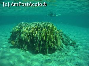 [P01] VIVAT  SNORKELING ! » foto by elenaadina
 - 
<span class="allrVoted glyphicon glyphicon-heart hidden" id="av1263251"></span>
<a class="m-l-10 hidden" id="sv1263251" onclick="voting_Foto_DelVot(,1263251,18031)" role="button">șterge vot <span class="glyphicon glyphicon-remove"></span></a>
<a id="v91263251" class=" c-red"  onclick="voting_Foto_SetVot(1263251)" role="button"><span class="glyphicon glyphicon-heart-empty"></span> <b>LIKE</b> = Votează poza</a> <img class="hidden"  id="f1263251W9" src="/imagini/loader.gif" border="0" /><span class="AjErrMes hidden" id="e1263251ErM"></span>