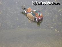 [P05] Frumoasa!Tot prin parcul de langa palat. » foto by georgiana
 - 
<span class="allrVoted glyphicon glyphicon-heart hidden" id="av148114"></span>
<a class="m-l-10 hidden" id="sv148114" onclick="voting_Foto_DelVot(,148114,18079)" role="button">șterge vot <span class="glyphicon glyphicon-remove"></span></a>
<a id="v9148114" class=" c-red"  onclick="voting_Foto_SetVot(148114)" role="button"><span class="glyphicon glyphicon-heart-empty"></span> <b>LIKE</b> = Votează poza</a> <img class="hidden"  id="f148114W9" src="/imagini/loader.gif" border="0" /><span class="AjErrMes hidden" id="e148114ErM"></span>