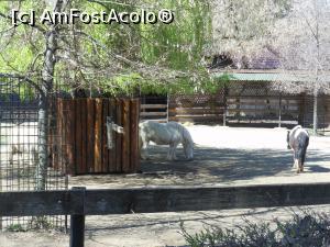[P34] București - Grădina Zoologică. Ponei. » foto by iulianic
 - 
<span class="allrVoted glyphicon glyphicon-heart hidden" id="av1357564"></span>
<a class="m-l-10 hidden" id="sv1357564" onclick="voting_Foto_DelVot(,1357564,18082)" role="button">șterge vot <span class="glyphicon glyphicon-remove"></span></a>
<a id="v91357564" class=" c-red"  onclick="voting_Foto_SetVot(1357564)" role="button"><span class="glyphicon glyphicon-heart-empty"></span> <b>LIKE</b> = Votează poza</a> <img class="hidden"  id="f1357564W9" src="/imagini/loader.gif" border="0" /><span class="AjErrMes hidden" id="e1357564ErM"></span>