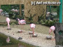 [P12] Superbii flamingo ...niste oglizi amplasate in spate sporeau farmecul acelui colt.... » foto by mirelutza
 - 
<span class="allrVoted glyphicon glyphicon-heart hidden" id="av78480"></span>
<a class="m-l-10 hidden" id="sv78480" onclick="voting_Foto_DelVot(,78480,18083)" role="button">șterge vot <span class="glyphicon glyphicon-remove"></span></a>
<a id="v978480" class=" c-red"  onclick="voting_Foto_SetVot(78480)" role="button"><span class="glyphicon glyphicon-heart-empty"></span> <b>LIKE</b> = Votează poza</a> <img class="hidden"  id="f78480W9" src="/imagini/loader.gif" border="0" /><span class="AjErrMes hidden" id="e78480ErM"></span>