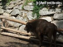 [P17] bizonii erau foarte frumosi dar nu la fel de mari ca la noi » foto by boriss007
 - 
<span class="allrVoted glyphicon glyphicon-heart hidden" id="av128723"></span>
<a class="m-l-10 hidden" id="sv128723" onclick="voting_Foto_DelVot(,128723,18084)" role="button">șterge vot <span class="glyphicon glyphicon-remove"></span></a>
<a id="v9128723" class=" c-red"  onclick="voting_Foto_SetVot(128723)" role="button"><span class="glyphicon glyphicon-heart-empty"></span> <b>LIKE</b> = Votează poza</a> <img class="hidden"  id="f128723W9" src="/imagini/loader.gif" border="0" /><span class="AjErrMes hidden" id="e128723ErM"></span>