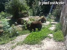 [P08] Priviti ce cascada frumoasa au acesti ursi din Alpen Zoo » foto by Alina Morar
 - 
<span class="allrVoted glyphicon glyphicon-heart hidden" id="av170317"></span>
<a class="m-l-10 hidden" id="sv170317" onclick="voting_Foto_DelVot(,170317,18084)" role="button">șterge vot <span class="glyphicon glyphicon-remove"></span></a>
<a id="v9170317" class=" c-red"  onclick="voting_Foto_SetVot(170317)" role="button"><span class="glyphicon glyphicon-heart-empty"></span> <b>LIKE</b> = Votează poza</a> <img class="hidden"  id="f170317W9" src="/imagini/loader.gif" border="0" /><span class="AjErrMes hidden" id="e170317ErM"></span>