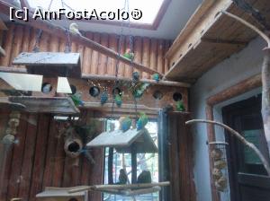 [P12] Zoo Pitești » foto by Mioritik
 - 
<span class="allrVoted glyphicon glyphicon-heart hidden" id="av1363378"></span>
<a class="m-l-10 hidden" id="sv1363378" onclick="voting_Foto_DelVot(,1363378,18092)" role="button">șterge vot <span class="glyphicon glyphicon-remove"></span></a>
<a id="v91363378" class=" c-red"  onclick="voting_Foto_SetVot(1363378)" role="button"><span class="glyphicon glyphicon-heart-empty"></span> <b>LIKE</b> = Votează poza</a> <img class="hidden"  id="f1363378W9" src="/imagini/loader.gif" border="0" /><span class="AjErrMes hidden" id="e1363378ErM"></span>