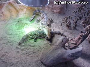 [P23] 2 x croco » foto by Dan&Ema
 - 
<span class="allrVoted glyphicon glyphicon-heart hidden" id="av681703"></span>
<a class="m-l-10 hidden" id="sv681703" onclick="voting_Foto_DelVot(,681703,18092)" role="button">șterge vot <span class="glyphicon glyphicon-remove"></span></a>
<a id="v9681703" class=" c-red"  onclick="voting_Foto_SetVot(681703)" role="button"><span class="glyphicon glyphicon-heart-empty"></span> <b>LIKE</b> = Votează poza</a> <img class="hidden"  id="f681703W9" src="/imagini/loader.gif" border="0" /><span class="AjErrMes hidden" id="e681703ErM"></span>