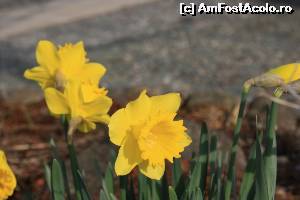 [P01] Narcisele din Grasmere.  » foto by ariciu*
 - 
<span class="allrVoted glyphicon glyphicon-heart hidden" id="av607318"></span>
<a class="m-l-10 hidden" id="sv607318" onclick="voting_Foto_DelVot(,607318,18212)" role="button">șterge vot <span class="glyphicon glyphicon-remove"></span></a>
<a id="v9607318" class=" c-red"  onclick="voting_Foto_SetVot(607318)" role="button"><span class="glyphicon glyphicon-heart-empty"></span> <b>LIKE</b> = Votează poza</a> <img class="hidden"  id="f607318W9" src="/imagini/loader.gif" border="0" /><span class="AjErrMes hidden" id="e607318ErM"></span>
