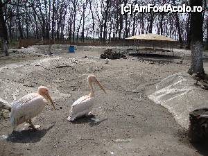 P03 [APR-2013] Salut! Noi suntem pelicanii! 
În spate se observă țarcul foarte spațios pe care pelicanii îl împart cu rațele și gâștele. 