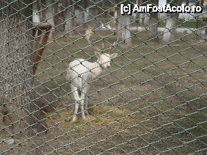 P07 [APR-2013] Celălalt locatar din țarcul ”Cerbului lopătar”. 