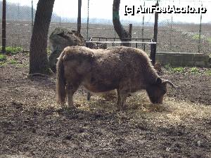 P08 [APR-2013] Foame mare pe acest yak. 