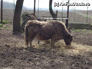 [P08] Foame mare pe acest yak.  » foto by Floryn81
 - 
<span class="allrVoted glyphicon glyphicon-heart hidden" id="av411928"></span>
<a class="m-l-10 hidden" id="sv411928" onclick="voting_Foto_DelVot(,411928,18279)" role="button">șterge vot <span class="glyphicon glyphicon-remove"></span></a>
<a id="v9411928" class=" c-red"  onclick="voting_Foto_SetVot(411928)" role="button"><span class="glyphicon glyphicon-heart-empty"></span> <b>LIKE</b> = Votează poza</a> <img class="hidden"  id="f411928W9" src="/imagini/loader.gif" border="0" /><span class="AjErrMes hidden" id="e411928ErM"></span>