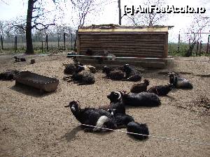 [P09] Familia de capre își face siesta.  » foto by Floryn81
 - 
<span class="allrVoted glyphicon glyphicon-heart hidden" id="av411929"></span>
<a class="m-l-10 hidden" id="sv411929" onclick="voting_Foto_DelVot(,411929,18279)" role="button">șterge vot <span class="glyphicon glyphicon-remove"></span></a>
<a id="v9411929" class=" c-red"  onclick="voting_Foto_SetVot(411929)" role="button"><span class="glyphicon glyphicon-heart-empty"></span> <b>LIKE</b> = Votează poza</a> <img class="hidden"  id="f411929W9" src="/imagini/loader.gif" border="0" /><span class="AjErrMes hidden" id="e411929ErM"></span>