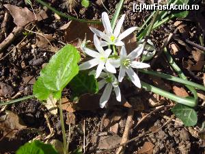 [P09] Floare de colt adaptata » foto by HYUNDA-I*
 - 
<span class="allrVoted glyphicon glyphicon-heart hidden" id="av611230"></span>
<a class="m-l-10 hidden" id="sv611230" onclick="voting_Foto_DelVot(,611230,18301)" role="button">șterge vot <span class="glyphicon glyphicon-remove"></span></a>
<a id="v9611230" class=" c-red"  onclick="voting_Foto_SetVot(611230)" role="button"><span class="glyphicon glyphicon-heart-empty"></span> <b>LIKE</b> = Votează poza</a> <img class="hidden"  id="f611230W9" src="/imagini/loader.gif" border="0" /><span class="AjErrMes hidden" id="e611230ErM"></span>