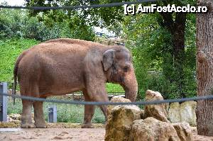 [P35] Elefant indian » foto by Muffin2009*
 - 
<span class="allrVoted glyphicon glyphicon-heart hidden" id="av485730"></span>
<a class="m-l-10 hidden" id="sv485730" onclick="voting_Foto_DelVot(,485730,18332)" role="button">șterge vot <span class="glyphicon glyphicon-remove"></span></a>
<a id="v9485730" class=" c-red"  onclick="voting_Foto_SetVot(485730)" role="button"><span class="glyphicon glyphicon-heart-empty"></span> <b>LIKE</b> = Votează poza</a> <img class="hidden"  id="f485730W9" src="/imagini/loader.gif" border="0" /><span class="AjErrMes hidden" id="e485730ErM"></span>