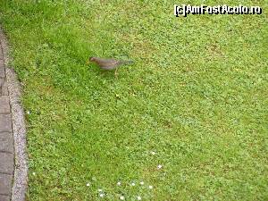 [P20] In curtea pensiunii.  » foto by liviu49
 - 
<span class="allrVoted glyphicon glyphicon-heart hidden" id="av616802"></span>
<a class="m-l-10 hidden" id="sv616802" onclick="voting_Foto_DelVot(,616802,18397)" role="button">șterge vot <span class="glyphicon glyphicon-remove"></span></a>
<a id="v9616802" class=" c-red"  onclick="voting_Foto_SetVot(616802)" role="button"><span class="glyphicon glyphicon-heart-empty"></span> <b>LIKE</b> = Votează poza</a> <img class="hidden"  id="f616802W9" src="/imagini/loader.gif" border="0" /><span class="AjErrMes hidden" id="e616802ErM"></span>