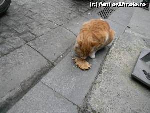 [P19] Am uitat, sa zic la ei e plin de pisici, altfel cred ca ar fi sobolanii cat cainii.  » foto by GYL*
 - 
<span class="allrVoted glyphicon glyphicon-heart hidden" id="av590180"></span>
<a class="m-l-10 hidden" id="sv590180" onclick="voting_Foto_DelVot(,590180,18417)" role="button">șterge vot <span class="glyphicon glyphicon-remove"></span></a>
<a id="v9590180" class=" c-red"  onclick="voting_Foto_SetVot(590180)" role="button"><span class="glyphicon glyphicon-heart-empty"></span> <b>LIKE</b> = Votează poza</a> <img class="hidden"  id="f590180W9" src="/imagini/loader.gif" border="0" /><span class="AjErrMes hidden" id="e590180ErM"></span>