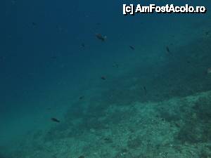 [P07] Micuţii peşti negri cu înotătoarea codală ca de lăstun. Am întâlnit foarte mulţi pe timpul scufundării în sudul Thasosului.  » foto by bose
 - 
<span class="allrVoted glyphicon glyphicon-heart hidden" id="av462017"></span>
<a class="m-l-10 hidden" id="sv462017" onclick="voting_Foto_DelVot(,462017,18546)" role="button">șterge vot <span class="glyphicon glyphicon-remove"></span></a>
<a id="v9462017" class=" c-red"  onclick="voting_Foto_SetVot(462017)" role="button"><span class="glyphicon glyphicon-heart-empty"></span> <b>LIKE</b> = Votează poza</a> <img class="hidden"  id="f462017W9" src="/imagini/loader.gif" border="0" /><span class="AjErrMes hidden" id="e462017ErM"></span>