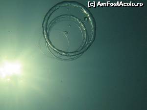 [P05] cerculete facute de Denise » foto by discordia
 - 
<span class="allrVoted glyphicon glyphicon-heart hidden" id="av623399"></span>
<a class="m-l-10 hidden" id="sv623399" onclick="voting_Foto_DelVot(,623399,18546)" role="button">șterge vot <span class="glyphicon glyphicon-remove"></span></a>
<a id="v9623399" class=" c-red"  onclick="voting_Foto_SetVot(623399)" role="button"><span class="glyphicon glyphicon-heart-empty"></span> <b>LIKE</b> = Votează poza</a> <img class="hidden"  id="f623399W9" src="/imagini/loader.gif" border="0" /><span class="AjErrMes hidden" id="e623399ErM"></span>