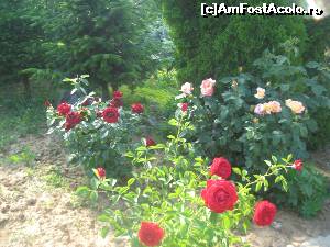 [P23] 'L'important, c'est la rose' » foto by dorgo
 - 
<span class="allrVoted glyphicon glyphicon-heart hidden" id="av628857"></span>
<a class="m-l-10 hidden" id="sv628857" onclick="voting_Foto_DelVot(,628857,18614)" role="button">șterge vot <span class="glyphicon glyphicon-remove"></span></a>
<a id="v9628857" class=" c-red"  onclick="voting_Foto_SetVot(628857)" role="button"><span class="glyphicon glyphicon-heart-empty"></span> <b>LIKE</b> = Votează poza</a> <img class="hidden"  id="f628857W9" src="/imagini/loader.gif" border="0" /><span class="AjErrMes hidden" id="e628857ErM"></span>