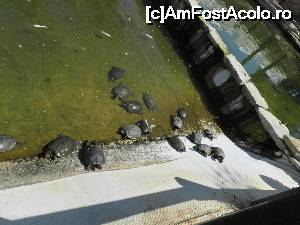 [P16] Mini-zoo » foto by phleau
 - 
<span class="allrVoted glyphicon glyphicon-heart hidden" id="av642988"></span>
<a class="m-l-10 hidden" id="sv642988" onclick="voting_Foto_DelVot(,642988,18880)" role="button">șterge vot <span class="glyphicon glyphicon-remove"></span></a>
<a id="v9642988" class=" c-red"  onclick="voting_Foto_SetVot(642988)" role="button"><span class="glyphicon glyphicon-heart-empty"></span> <b>LIKE</b> = Votează poza</a> <img class="hidden"  id="f642988W9" src="/imagini/loader.gif" border="0" /><span class="AjErrMes hidden" id="e642988ErM"></span>