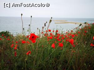 [P04] Era și vremea macilor înfloriți... » foto by crismis
 - 
<span class="allrVoted glyphicon glyphicon-heart hidden" id="av1311803"></span>
<a class="m-l-10 hidden" id="sv1311803" onclick="voting_Foto_DelVot(,1311803,18898)" role="button">șterge vot <span class="glyphicon glyphicon-remove"></span></a>
<a id="v91311803" class=" c-red"  onclick="voting_Foto_SetVot(1311803)" role="button"><span class="glyphicon glyphicon-heart-empty"></span> <b>LIKE</b> = Votează poza</a> <img class="hidden"  id="f1311803W9" src="/imagini/loader.gif" border="0" /><span class="AjErrMes hidden" id="e1311803ErM"></span>