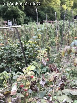 [P69] Legumele gazdelor » foto by krisstinna
 - 
<span class="allrVoted glyphicon glyphicon-heart hidden" id="av1193092"></span>
<a class="m-l-10 hidden" id="sv1193092" onclick="voting_Foto_DelVot(,1193092,18901)" role="button">șterge vot <span class="glyphicon glyphicon-remove"></span></a>
<a id="v91193092" class=" c-red"  onclick="voting_Foto_SetVot(1193092)" role="button"><span class="glyphicon glyphicon-heart-empty"></span> <b>LIKE</b> = Votează poza</a> <img class="hidden"  id="f1193092W9" src="/imagini/loader.gif" border="0" /><span class="AjErrMes hidden" id="e1193092ErM"></span>