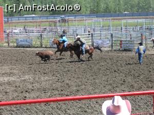 [P14] Rodeo - proba de prindere și imobilizare a vițelului » foto by ebirsan
 - 
<span class="allrVoted glyphicon glyphicon-heart hidden" id="av739377"></span>
<a class="m-l-10 hidden" id="sv739377" onclick="voting_Foto_DelVot(,739377,18917)" role="button">șterge vot <span class="glyphicon glyphicon-remove"></span></a>
<a id="v9739377" class=" c-red"  onclick="voting_Foto_SetVot(739377)" role="button"><span class="glyphicon glyphicon-heart-empty"></span> <b>LIKE</b> = Votează poza</a> <img class="hidden"  id="f739377W9" src="/imagini/loader.gif" border="0" /><span class="AjErrMes hidden" id="e739377ErM"></span>