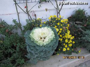 [P10] Florile de la intrarea pe terasa!  » foto by celeste
 - 
<span class="allrVoted glyphicon glyphicon-heart hidden" id="av646478"></span>
<a class="m-l-10 hidden" id="sv646478" onclick="voting_Foto_DelVot(,646478,18920)" role="button">șterge vot <span class="glyphicon glyphicon-remove"></span></a>
<a id="v9646478" class=" c-red"  onclick="voting_Foto_SetVot(646478)" role="button"><span class="glyphicon glyphicon-heart-empty"></span> <b>LIKE</b> = Votează poza</a> <img class="hidden"  id="f646478W9" src="/imagini/loader.gif" border="0" /><span class="AjErrMes hidden" id="e646478ErM"></span>