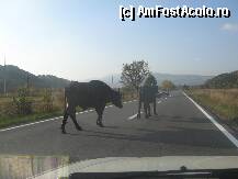 [P19] prioritate de stanga » foto by dorgo
 - 
<span class="allrVoted glyphicon glyphicon-heart hidden" id="av88780"></span>
<a class="m-l-10 hidden" id="sv88780" onclick="voting_Foto_DelVot(,88780,19028)" role="button">șterge vot <span class="glyphicon glyphicon-remove"></span></a>
<a id="v988780" class=" c-red"  onclick="voting_Foto_SetVot(88780)" role="button"><span class="glyphicon glyphicon-heart-empty"></span> <b>LIKE</b> = Votează poza</a> <img class="hidden"  id="f88780W9" src="/imagini/loader.gif" border="0" /><span class="AjErrMes hidden" id="e88780ErM"></span>