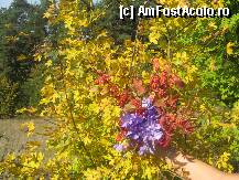 [P25] buchet » foto by dorgo
 - 
<span class="allrVoted glyphicon glyphicon-heart hidden" id="av88786"></span>
<a class="m-l-10 hidden" id="sv88786" onclick="voting_Foto_DelVot(,88786,19028)" role="button">șterge vot <span class="glyphicon glyphicon-remove"></span></a>
<a id="v988786" class=" c-red"  onclick="voting_Foto_SetVot(88786)" role="button"><span class="glyphicon glyphicon-heart-empty"></span> <b>LIKE</b> = Votează poza</a> <img class="hidden"  id="f88786W9" src="/imagini/loader.gif" border="0" /><span class="AjErrMes hidden" id="e88786ErM"></span>