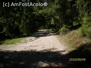[P03] Pe drumul forestier » foto by puiutea <span class="label label-default labelC_thin small">NEVOTABILĂ</span>