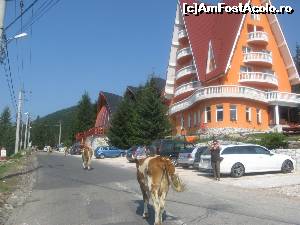 [P02] Pe langa hotelul de patru stele, trec primele patru vaci dintr-a satului cireada, aruncand-ne impasibile cate-o privire blajina si neroada » foto by dorgo
 - 
<span class="allrVoted glyphicon glyphicon-heart hidden" id="av654160"></span>
<a class="m-l-10 hidden" id="sv654160" onclick="voting_Foto_DelVot(,654160,19078)" role="button">șterge vot <span class="glyphicon glyphicon-remove"></span></a>
<a id="v9654160" class=" c-red"  onclick="voting_Foto_SetVot(654160)" role="button"><span class="glyphicon glyphicon-heart-empty"></span> <b>LIKE</b> = Votează poza</a> <img class="hidden"  id="f654160W9" src="/imagini/loader.gif" border="0" /><span class="AjErrMes hidden" id="e654160ErM"></span>
