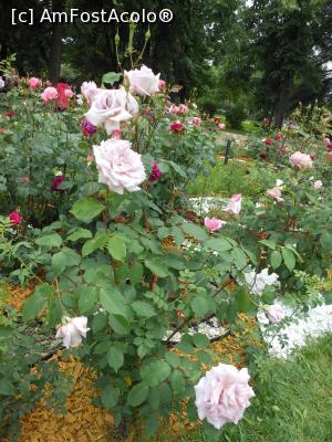 [P25] Kazanlâk - În Valea Trandafirilor. În Rosarium. » foto by iulianic
 - 
<span class="allrVoted glyphicon glyphicon-heart hidden" id="av1368796"></span>
<a class="m-l-10 hidden" id="sv1368796" onclick="voting_Foto_DelVot(,1368796,19408)" role="button">șterge vot <span class="glyphicon glyphicon-remove"></span></a>
<a id="v91368796" class=" c-red"  onclick="voting_Foto_SetVot(1368796)" role="button"><span class="glyphicon glyphicon-heart-empty"></span> <b>LIKE</b> = Votează poza</a> <img class="hidden"  id="f1368796W9" src="/imagini/loader.gif" border="0" /><span class="AjErrMes hidden" id="e1368796ErM"></span>