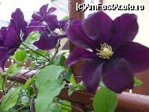 [P10x] clematita -Black Darmond » foto by Cristian_h
 - 
<span class="allrVoted glyphicon glyphicon-heart hidden" id="av33855"></span>
<a class="m-l-10 hidden" id="sv33855" onclick="voting_Foto_DelVot(,33855,19622)" role="button">șterge vot <span class="glyphicon glyphicon-remove"></span></a>
<a id="v933855" class=" c-red"  onclick="voting_Foto_SetVot(33855)" role="button"><span class="glyphicon glyphicon-heart-empty"></span> <b>LIKE</b> = Votează poza</a> <img class="hidden"  id="f33855W9" src="/imagini/loader.gif" border="0" /><span class="AjErrMes hidden" id="e33855ErM"></span>