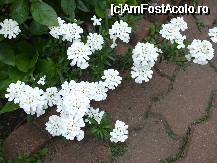 [P12x] iberis (limba marii ) » foto by Cristian_h
 - 
<span class="allrVoted glyphicon glyphicon-heart hidden" id="av33857"></span>
<a class="m-l-10 hidden" id="sv33857" onclick="voting_Foto_DelVot(,33857,19622)" role="button">șterge vot <span class="glyphicon glyphicon-remove"></span></a>
<a id="v933857" class=" c-red"  onclick="voting_Foto_SetVot(33857)" role="button"><span class="glyphicon glyphicon-heart-empty"></span> <b>LIKE</b> = Votează poza</a> <img class="hidden"  id="f33857W9" src="/imagini/loader.gif" border="0" /><span class="AjErrMes hidden" id="e33857ErM"></span>