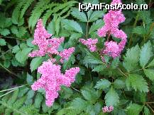 [P13x] astilbe » foto by Cristian_h
 - 
<span class="allrVoted glyphicon glyphicon-heart hidden" id="av33858"></span>
<a class="m-l-10 hidden" id="sv33858" onclick="voting_Foto_DelVot(,33858,19622)" role="button">șterge vot <span class="glyphicon glyphicon-remove"></span></a>
<a id="v933858" class=" c-red"  onclick="voting_Foto_SetVot(33858)" role="button"><span class="glyphicon glyphicon-heart-empty"></span> <b>LIKE</b> = Votează poza</a> <img class="hidden"  id="f33858W9" src="/imagini/loader.gif" border="0" /><span class="AjErrMes hidden" id="e33858ErM"></span>