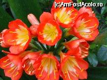 [P16x] clivia » foto by Cristian_h
 - 
<span class="allrVoted glyphicon glyphicon-heart hidden" id="av33863"></span>
<a class="m-l-10 hidden" id="sv33863" onclick="voting_Foto_DelVot(,33863,19622)" role="button">șterge vot <span class="glyphicon glyphicon-remove"></span></a>
<a id="v933863" class=" c-red"  onclick="voting_Foto_SetVot(33863)" role="button"><span class="glyphicon glyphicon-heart-empty"></span> <b>LIKE</b> = Votează poza</a> <img class="hidden"  id="f33863W9" src="/imagini/loader.gif" border="0" /><span class="AjErrMes hidden" id="e33863ErM"></span>