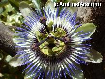 [P17x] o floare , parca din alta galaxie - passiflora » foto by Cristian_h
 - 
<span class="allrVoted glyphicon glyphicon-heart hidden" id="av33864"></span>
<a class="m-l-10 hidden" id="sv33864" onclick="voting_Foto_DelVot(,33864,19622)" role="button">șterge vot <span class="glyphicon glyphicon-remove"></span></a>
<a id="v933864" class=" c-red"  onclick="voting_Foto_SetVot(33864)" role="button"><span class="glyphicon glyphicon-heart-empty"></span> <b>LIKE</b> = Votează poza</a> <img class="hidden"  id="f33864W9" src="/imagini/loader.gif" border="0" /><span class="AjErrMes hidden" id="e33864ErM"></span>