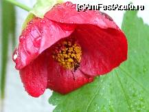[P18x] abutilon » foto by Cristian_h
 - 
<span class="allrVoted glyphicon glyphicon-heart hidden" id="av33865"></span>
<a class="m-l-10 hidden" id="sv33865" onclick="voting_Foto_DelVot(,33865,19622)" role="button">șterge vot <span class="glyphicon glyphicon-remove"></span></a>
<a id="v933865" class=" c-red"  onclick="voting_Foto_SetVot(33865)" role="button"><span class="glyphicon glyphicon-heart-empty"></span> <b>LIKE</b> = Votează poza</a> <img class="hidden"  id="f33865W9" src="/imagini/loader.gif" border="0" /><span class="AjErrMes hidden" id="e33865ErM"></span>