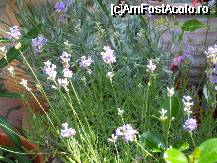 [P21x] lavanda - am cumparat din piata craiovei aceasta planta , se pare ca exista o plantatie in zona Segarcea , plantatie infiintata pe vremea lui Carol al II-lea » foto by Cristian_h
 - 
<span class="allrVoted glyphicon glyphicon-heart hidden" id="av33869"></span>
<a class="m-l-10 hidden" id="sv33869" onclick="voting_Foto_DelVot(,33869,19622)" role="button">șterge vot <span class="glyphicon glyphicon-remove"></span></a>
<a id="v933869" class=" c-red"  onclick="voting_Foto_SetVot(33869)" role="button"><span class="glyphicon glyphicon-heart-empty"></span> <b>LIKE</b> = Votează poza</a> <img class="hidden"  id="f33869W9" src="/imagini/loader.gif" border="0" /><span class="AjErrMes hidden" id="e33869ErM"></span>