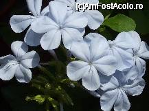 [P22x] Plumbago - o planta care-mi aminteste de frumoasele Ciclade » foto by Cristian_h
 - 
<span class="allrVoted glyphicon glyphicon-heart hidden" id="av33870"></span>
<a class="m-l-10 hidden" id="sv33870" onclick="voting_Foto_DelVot(,33870,19622)" role="button">șterge vot <span class="glyphicon glyphicon-remove"></span></a>
<a id="v933870" class=" c-red"  onclick="voting_Foto_SetVot(33870)" role="button"><span class="glyphicon glyphicon-heart-empty"></span> <b>LIKE</b> = Votează poza</a> <img class="hidden"  id="f33870W9" src="/imagini/loader.gif" border="0" /><span class="AjErrMes hidden" id="e33870ErM"></span>
