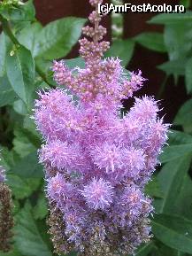 [P24x] o alta varianta de astilbe » foto by Cristian_h
 - 
<span class="allrVoted glyphicon glyphicon-heart hidden" id="av33872"></span>
<a class="m-l-10 hidden" id="sv33872" onclick="voting_Foto_DelVot(,33872,19622)" role="button">șterge vot <span class="glyphicon glyphicon-remove"></span></a>
<a id="v933872" class=" c-red"  onclick="voting_Foto_SetVot(33872)" role="button"><span class="glyphicon glyphicon-heart-empty"></span> <b>LIKE</b> = Votează poza</a> <img class="hidden"  id="f33872W9" src="/imagini/loader.gif" border="0" /><span class="AjErrMes hidden" id="e33872ErM"></span>