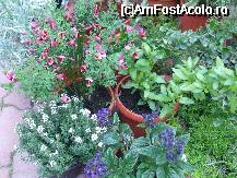 [P5x] cistus,cimbrisor, floare de vanilie » foto by Cristian_h
 - 
<span class="allrVoted glyphicon glyphicon-heart hidden" id="av33850"></span>
<a class="m-l-10 hidden" id="sv33850" onclick="voting_Foto_DelVot(,33850,19622)" role="button">șterge vot <span class="glyphicon glyphicon-remove"></span></a>
<a id="v933850" class=" c-red"  onclick="voting_Foto_SetVot(33850)" role="button"><span class="glyphicon glyphicon-heart-empty"></span> <b>LIKE</b> = Votează poza</a> <img class="hidden"  id="f33850W9" src="/imagini/loader.gif" border="0" /><span class="AjErrMes hidden" id="e33850ErM"></span>