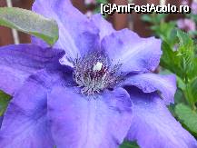 [P6x] clematita-grand blue Wellington » foto by Cristian_h
 - 
<span class="allrVoted glyphicon glyphicon-heart hidden" id="av33851"></span>
<a class="m-l-10 hidden" id="sv33851" onclick="voting_Foto_DelVot(,33851,19622)" role="button">șterge vot <span class="glyphicon glyphicon-remove"></span></a>
<a id="v933851" class=" c-red"  onclick="voting_Foto_SetVot(33851)" role="button"><span class="glyphicon glyphicon-heart-empty"></span> <b>LIKE</b> = Votează poza</a> <img class="hidden"  id="f33851W9" src="/imagini/loader.gif" border="0" /><span class="AjErrMes hidden" id="e33851ErM"></span>